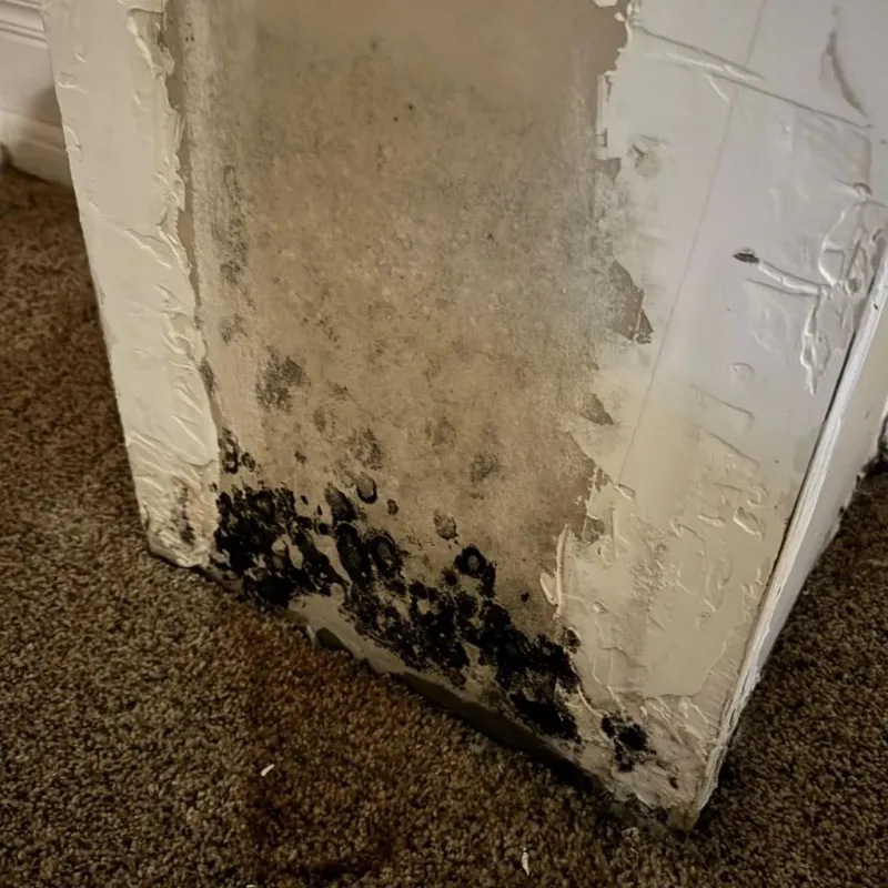 Professional Mold Removal in Pineville, MO